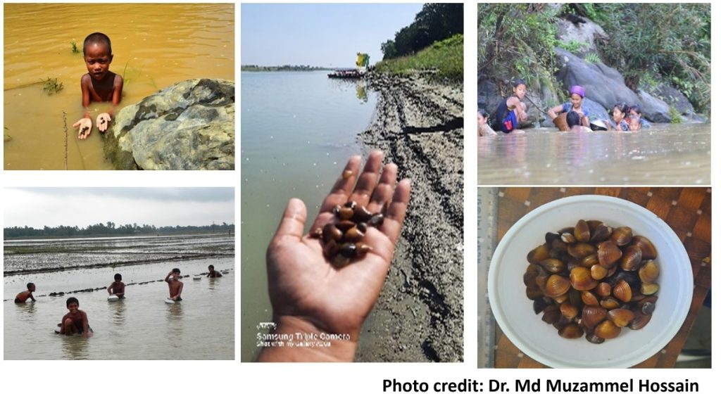 PTEs, Asian Clam